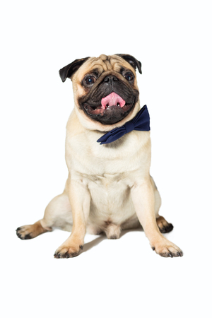 pug dog with blew bow tieの写真素材