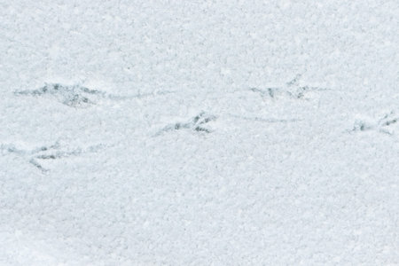 bird's footprints on snow