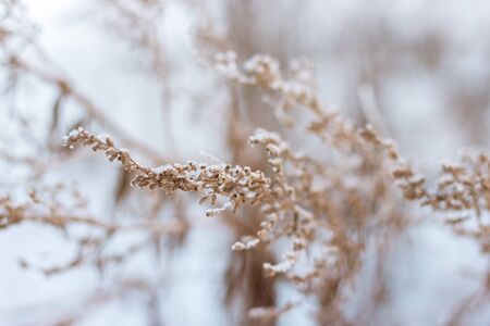brunches under the snow, winter dayの写真素材