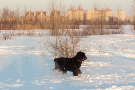 black riesenschnauzer dog on a walk on winter snowy dayの写真素材