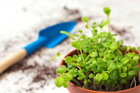 seedlings of forget-me-not flower in a plastic pot and gardening toolsの写真素材