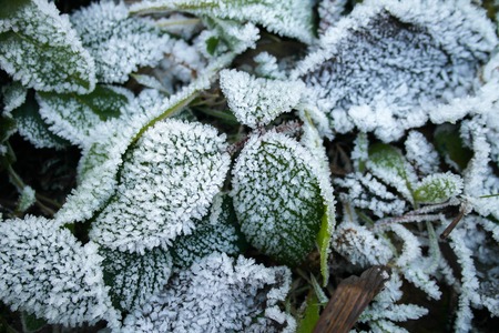 Frozen leaves. Greeen leaves in the winter. The first frost.の写真素材