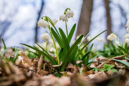 Leucojum vernum. Spring snowflakes in the forest. First spring snowflake flowers in forest. Shallow depth of field.の写真素材
