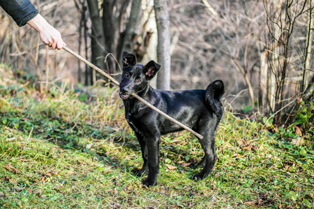 black dog with the stickの写真素材