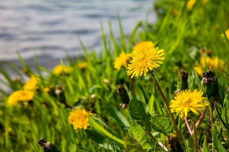 Yellow dandelions on the lake shore.の写真素材