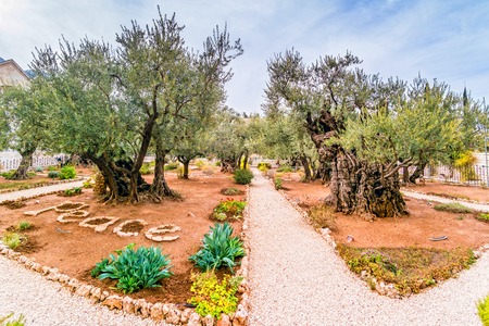 Old olive trees in the garden of Gethsemane. Famous historic place in Jerusalem, Israel.の写真素材