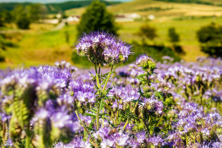 Beautiful violet field of lavender with warm and soft sunlight.