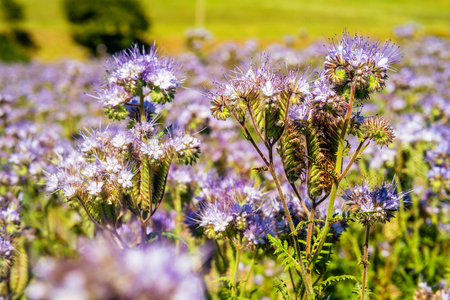 Beautiful violet field of lavender with warm and soft sunlight.の写真素材
