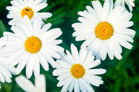 Chamomile flower (Matricaria) on background of a green grass.