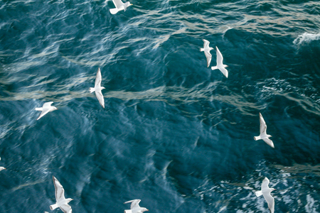 Sea gulls and blue sea scape of bosphorus in Istanbul.の写真素材