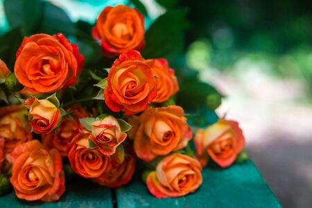 Orange roses on vintage wooden geen background. Soft focus.の写真素材