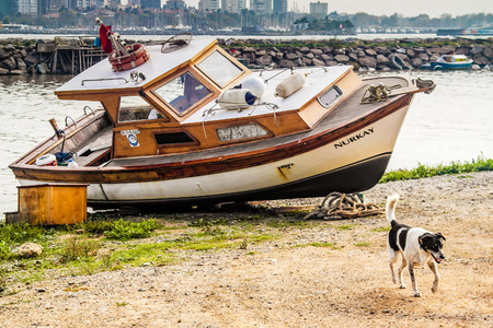 ISTANBUL, TURKEY - November, 2015: A boat on the shore and a dog. Street photo in the Asian part of Istanbul in the Kadikoy district.のeditorial素材