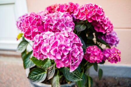 Hydrangea macrophylla - Beautiful bush of hydrangea flowers in Odense.の写真素材