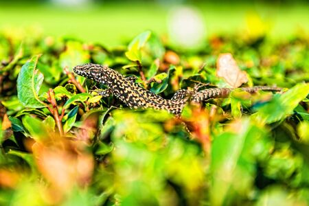 Wall lizard, podarcis muralis, on a green bush in Rovinj, Croatia.の写真素材