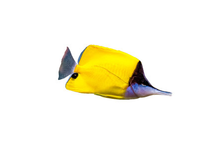 Yellow reef fish on white background.