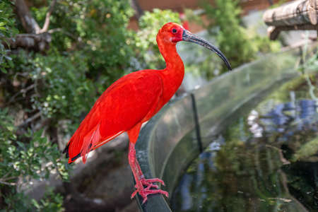 A Scarlet Ibis in the Valencia Oceanarium in Spain.の写真素材