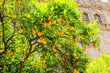 Oranges on the trees in Valencia, Spain.の写真素材