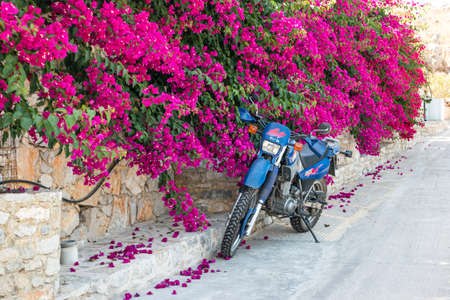 Symi, Greece - June 2021: Pink flowers on the street on Symi Island near Rhodes, Greece.のeditorial素材
