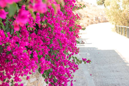 Pink flowers on the street on Symi Island near Rhodes, Greece.の写真素材
