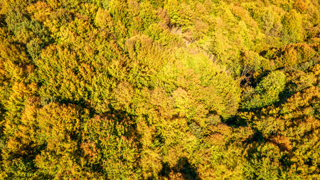 Aerial top view on autumn forest trees in the Carpathians. Drone photography.