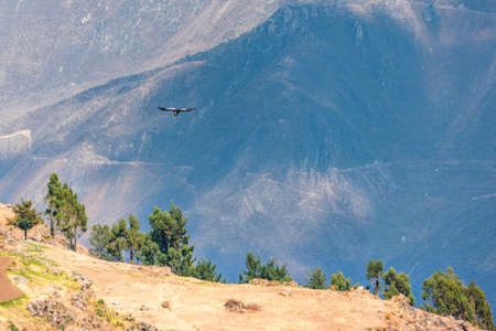 Soaring Andean condor over Colca Canyon in Peru.の写真素材