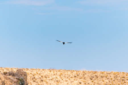 Soaring Andean condor over Colca Canyon in Peru.の写真素材