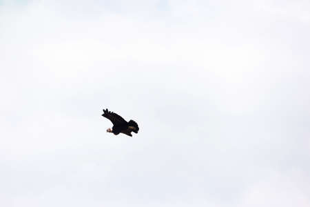 Soaring Andean condor over Colca Canyon in Peru.の写真素材