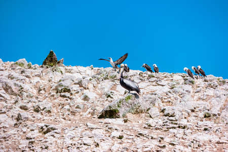 Peruvian pelicans at the Ballestas Islands in Peru.の写真素材