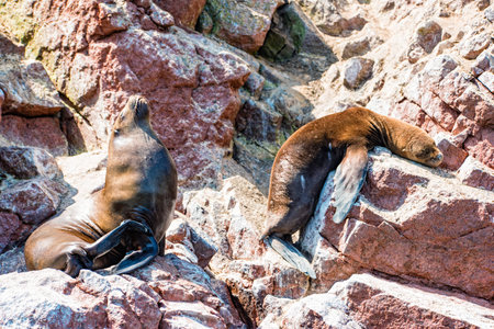 South American sea lions at the Ballestas Islands in Peru.の写真素材