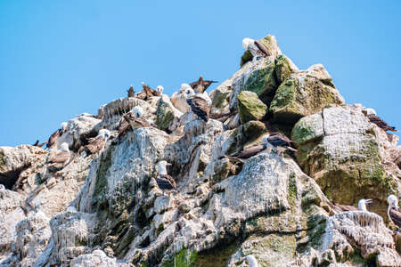 South American sea lions at the Ballestas Islands in Peru.の写真素材