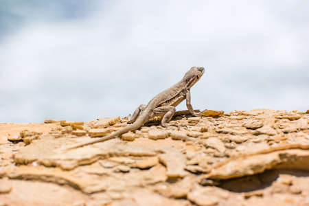 Lizard in the Paracas National Reserve in Peru.の写真素材