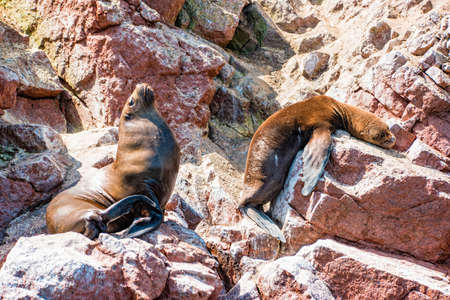 South American sea lions at the Ballestas Islands in Peru.の写真素材