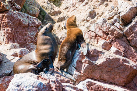 South American sea lions at the Ballestas Islands in Peru.の写真素材