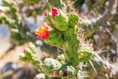 Blooming cactus on the roadside in Peru.