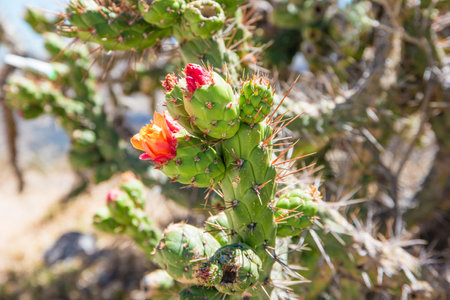 Blooming cactus on the roadside in Peru.の写真素材