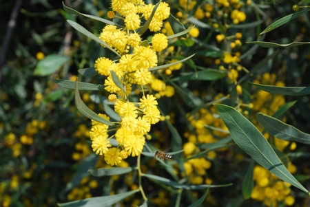 Abeja en una flor.の写真素材