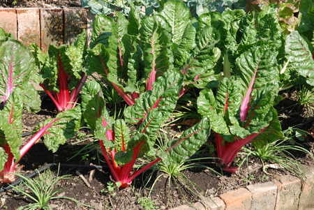Beet in Organic Gardeningの写真素材