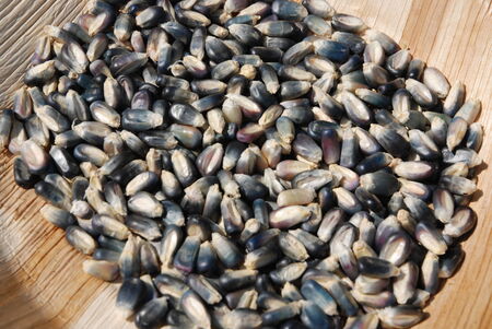 Blue Cornの写真素材