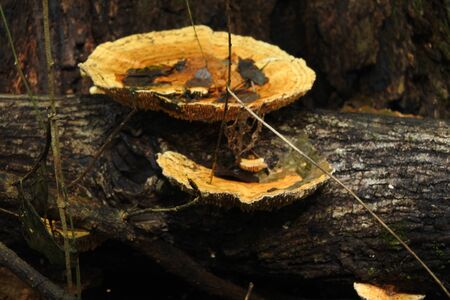 Mushroomsのeditorial素材