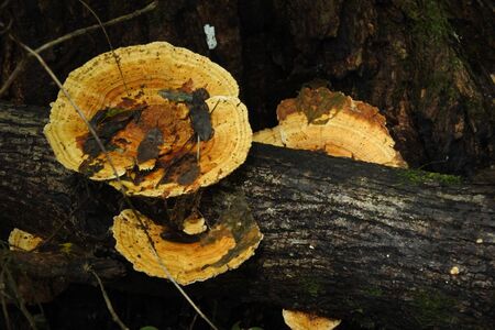 Mushroomsのeditorial素材