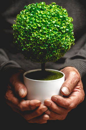 Decorative tree in a pot in the hands of an elderly man. Cultivation of ornamental plants conceptの写真素材