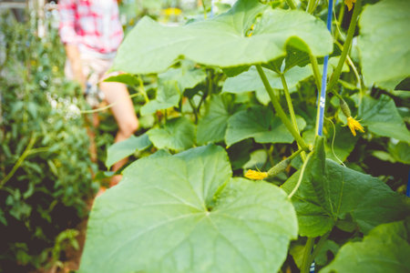 Woman gathers cucumbers in a greenhouse with a special toolの写真素材