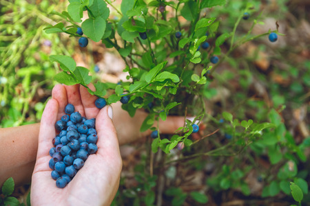 Woman gathers ripe fresh blueberries in the forest. Close-upの写真素材