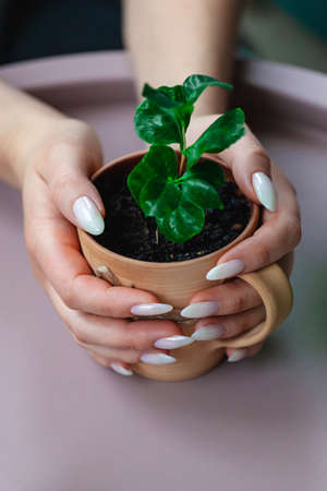A Sprouts of arabica coffee beans in a clay cup in the hands of a woman with a beautiful light white manicureの写真素材