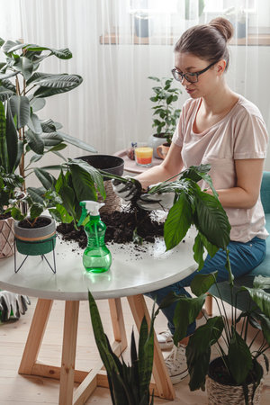 Plant transplant, woman care houseplant and transplant houseplant into a pot