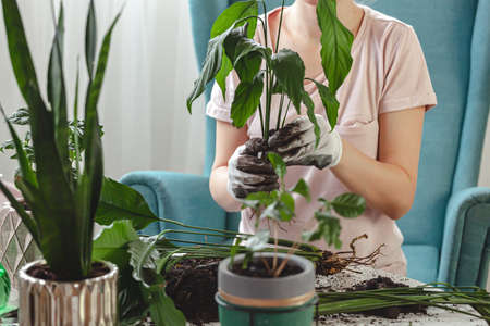 Plant transplant, woman care houseplant and transplant houseplant into a potの写真素材