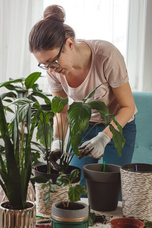 Plant transplant, woman care houseplant and transplanting houseplant into a pot