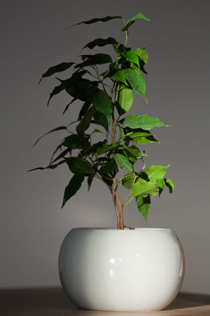 houseplant ficus benjamin in gray pot indoorsの写真素材