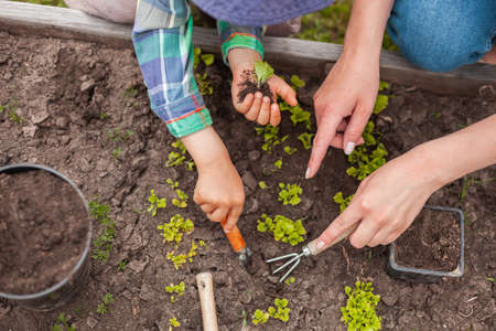 Child and mother gardening in vegetable garden in backyardの写真素材