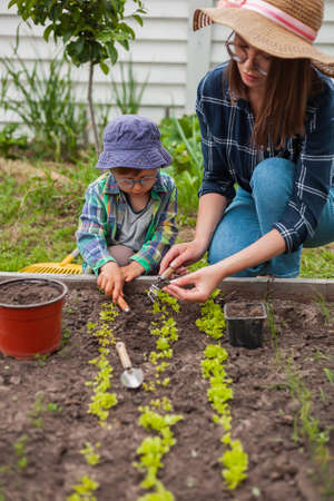 Child and mother gardening in vegetable garden in backyardの写真素材